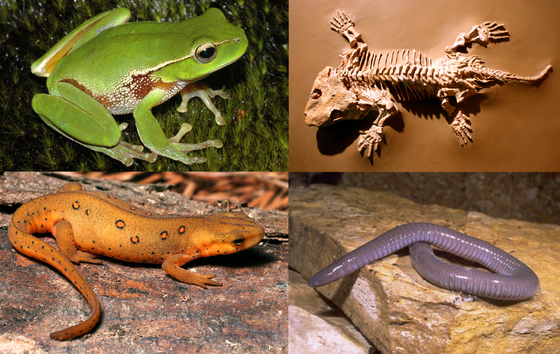 10 curiosidades sobre anfíbios | Guia dos Curiosos